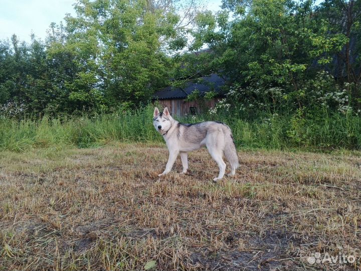 Сибирский хаски