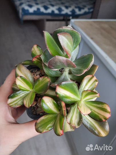 Crassula Return of beauty + tricolor, gollum white