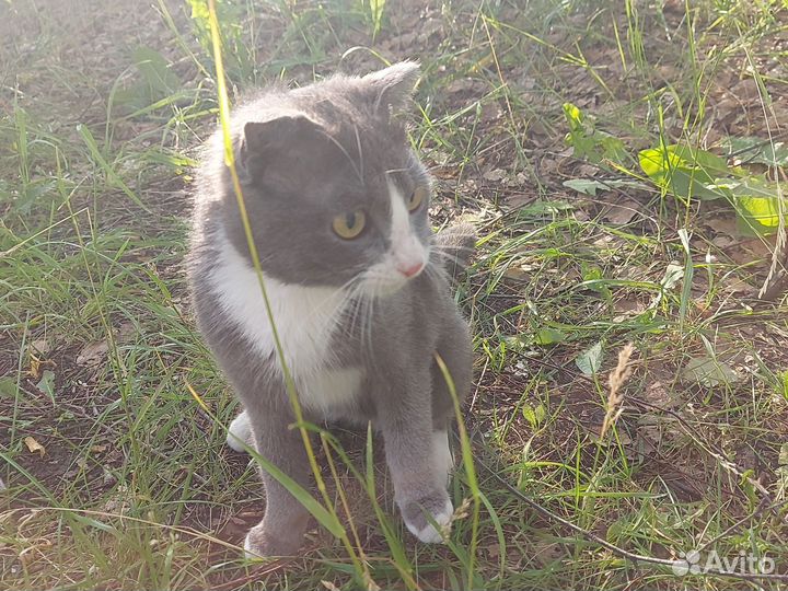 Вислоухий кот