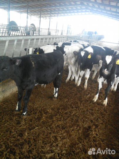 Бычки телята с доставкой