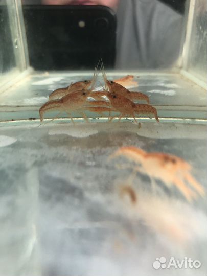 Крабы, креветки, раки, улитки, лягушки