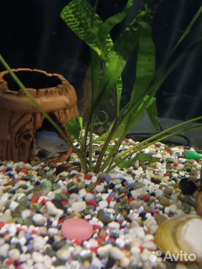 Продам аквариум с рыбками