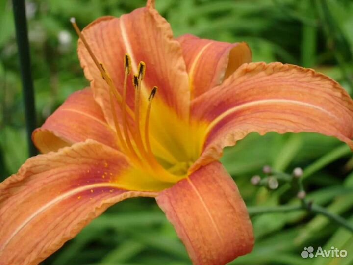 Лилейник лимонно-желтый, оранжевый