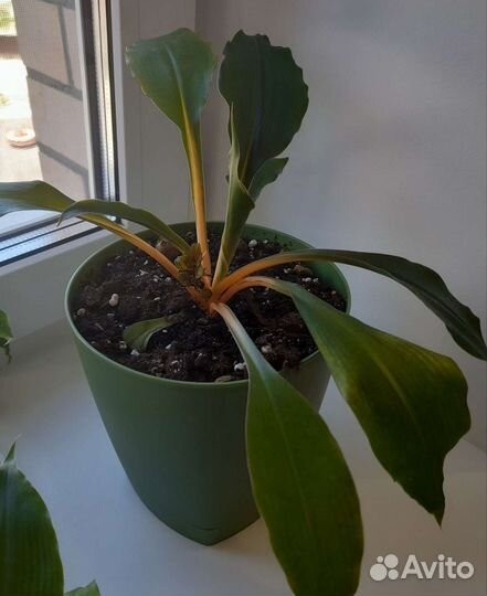 Хлорофитум грин оранж