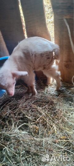 Козы и козлята продажа