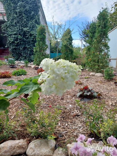 Гортензия метельчатая опт