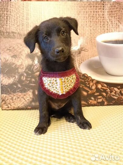 Обаятельные щенки в добрую семью