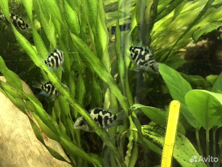 Аквариумные рыбки