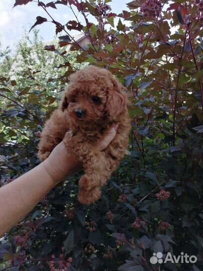 Малышка той пудель РКФ