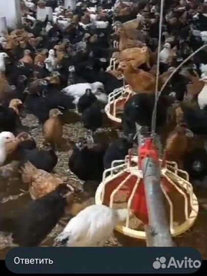 Кypы несутся