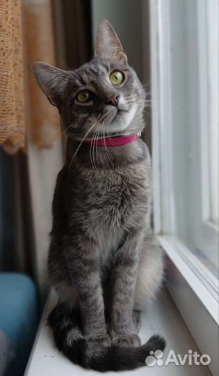 Котик в добрые руки