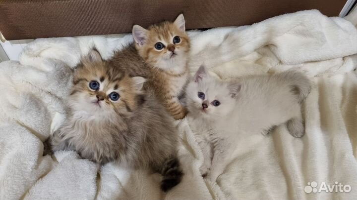 Британские котята, драгоценных окрасов