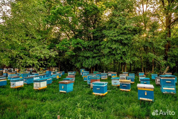 Продам пчелосемьи