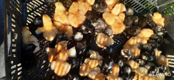 Цыплята подрощенные