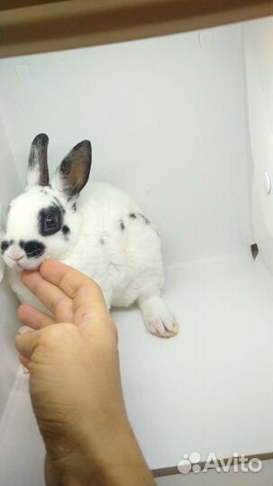 Крольчата карликовые декоративные