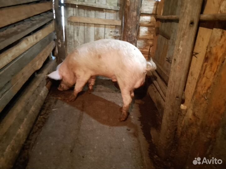 Богов на племя