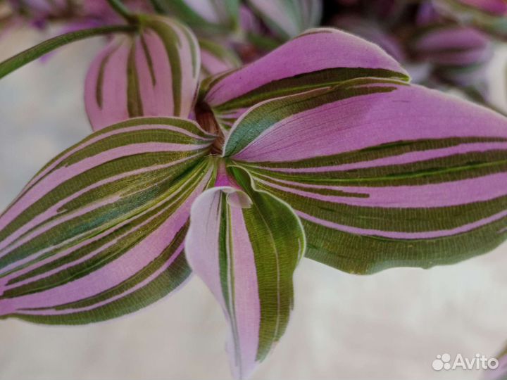 Традисканция