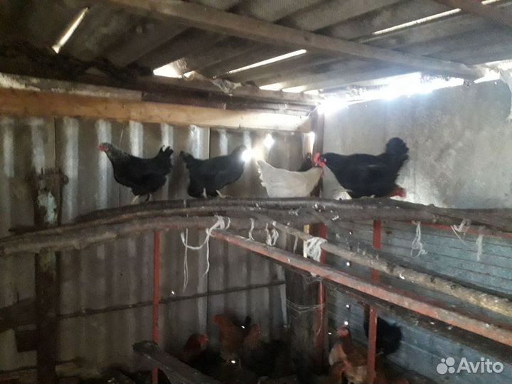 Инкубационное яйцо кур несушек