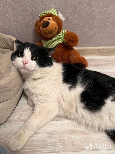 Шикарный кот Семён ищет хозяев