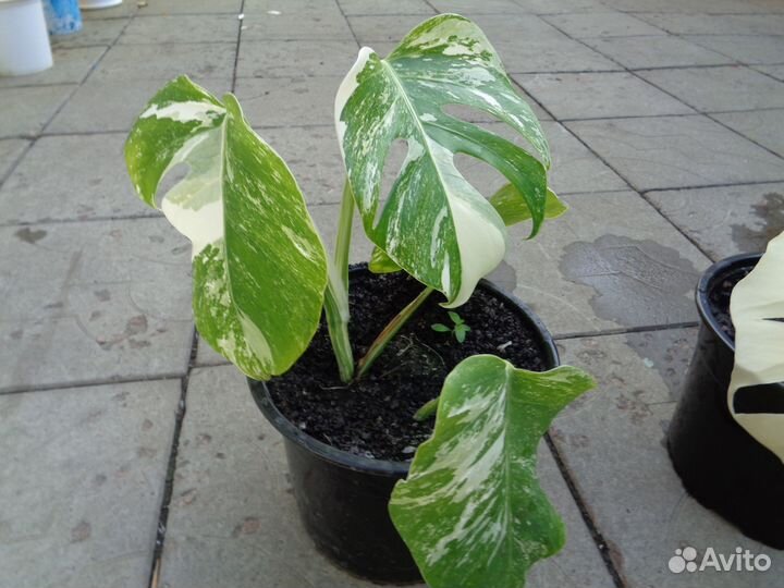 Комнатные растения цветы