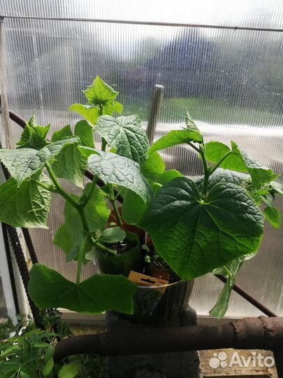 Рассада помидор, перца, огуцов, капусты поздней