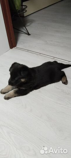Восточноевропейская овчарка