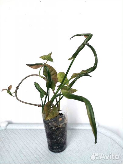 Филодендрон, Сциндапсус, Сингониум