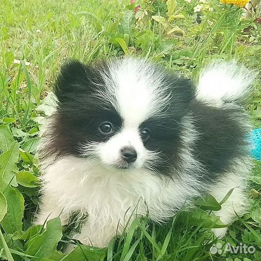 Щенки шпица