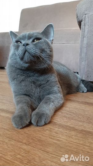 Шотландский кот ищет подругу