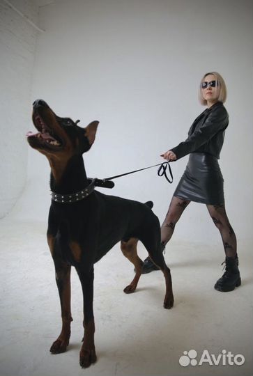 Предлагается доберман для фотосессии