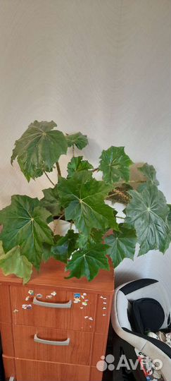 Бегония декоративная