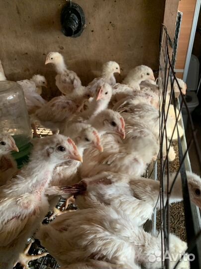 Цыплята бройлеры, индюшата хайбрид конвертер
