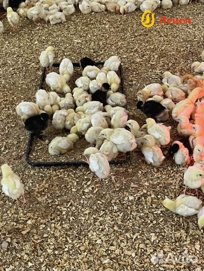 Цыплята суточные бройлер кобб 500 и росс 308