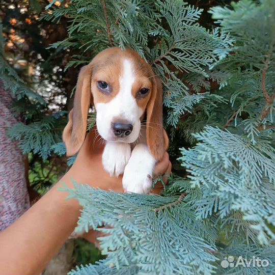 Щенки бигль