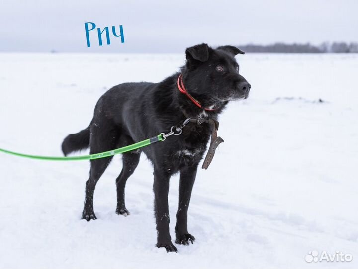 Черные собаки из приюта(много)