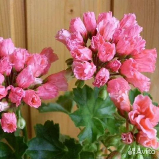 Пеларгония герань