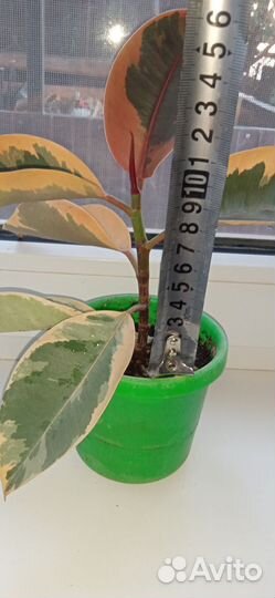 Фикус эластика тинеке