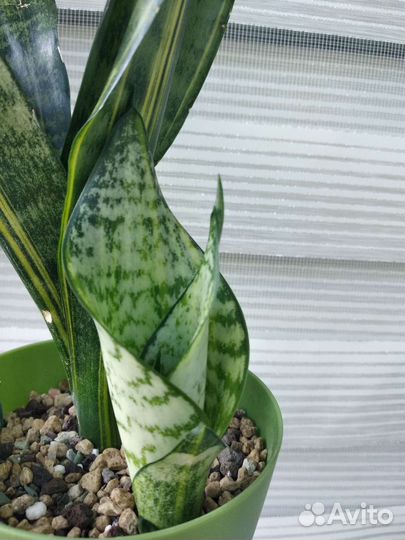 Сансевиерия Futura var