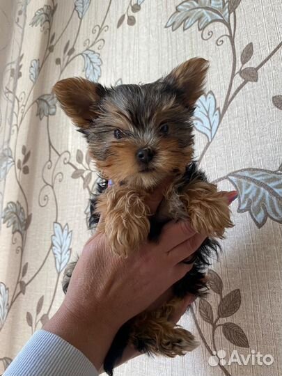 Йоркширский терьер