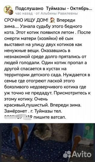 Кошки в добрые руки бесплатно