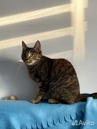 Коша в добрые руки