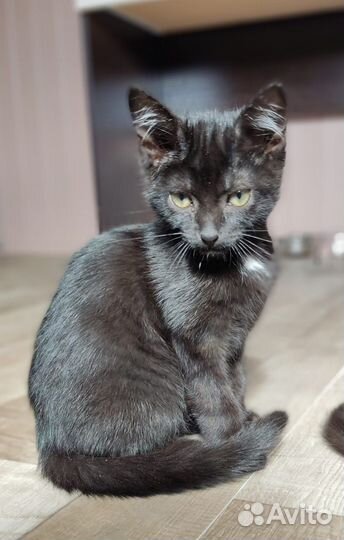 Черный котенок
