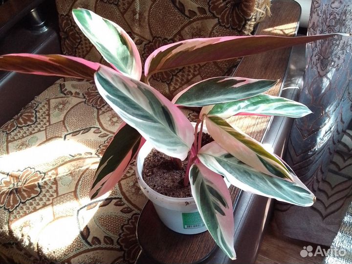 Строманта триколор