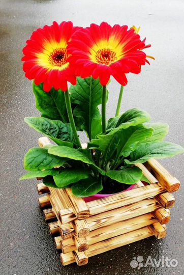 Деревянные ящики и кашпо