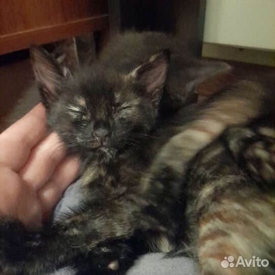 Котята в добрые руки бесплатно