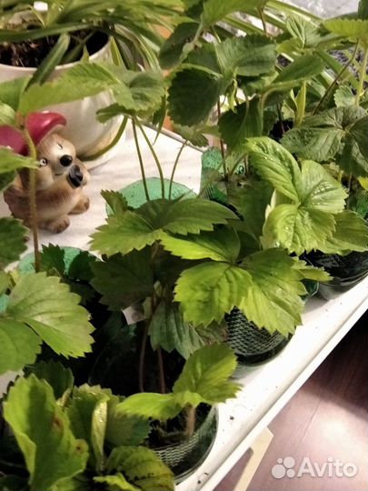 Рассада клубники