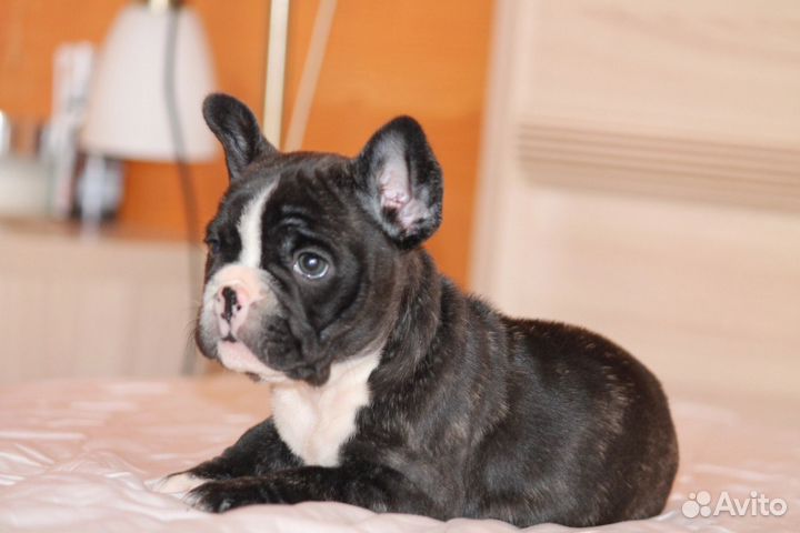 Француженка - девочка