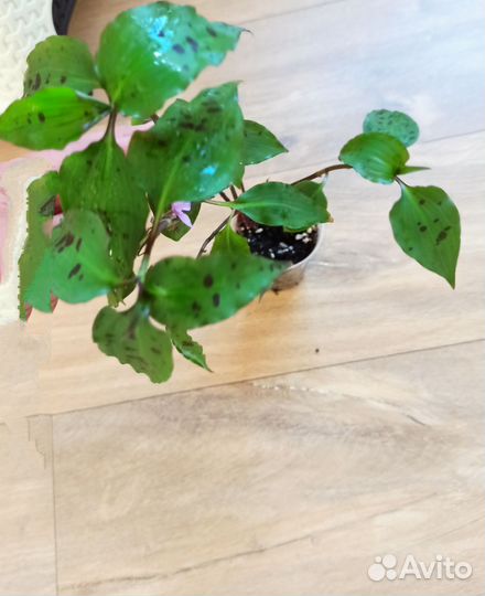 Редкие сорта традесканции