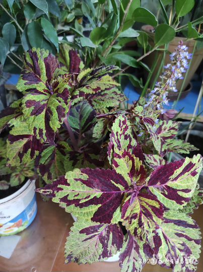 Колеус Блюме Файервей мозаик