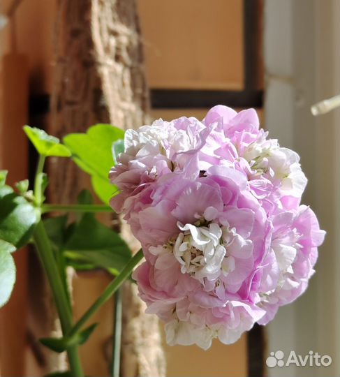 Пеларгония разная